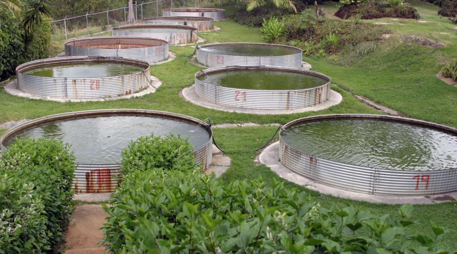 La Estación de Piscicultura de Yaritagua: Un faro de ciencia y desarrollo para el municipio Peña